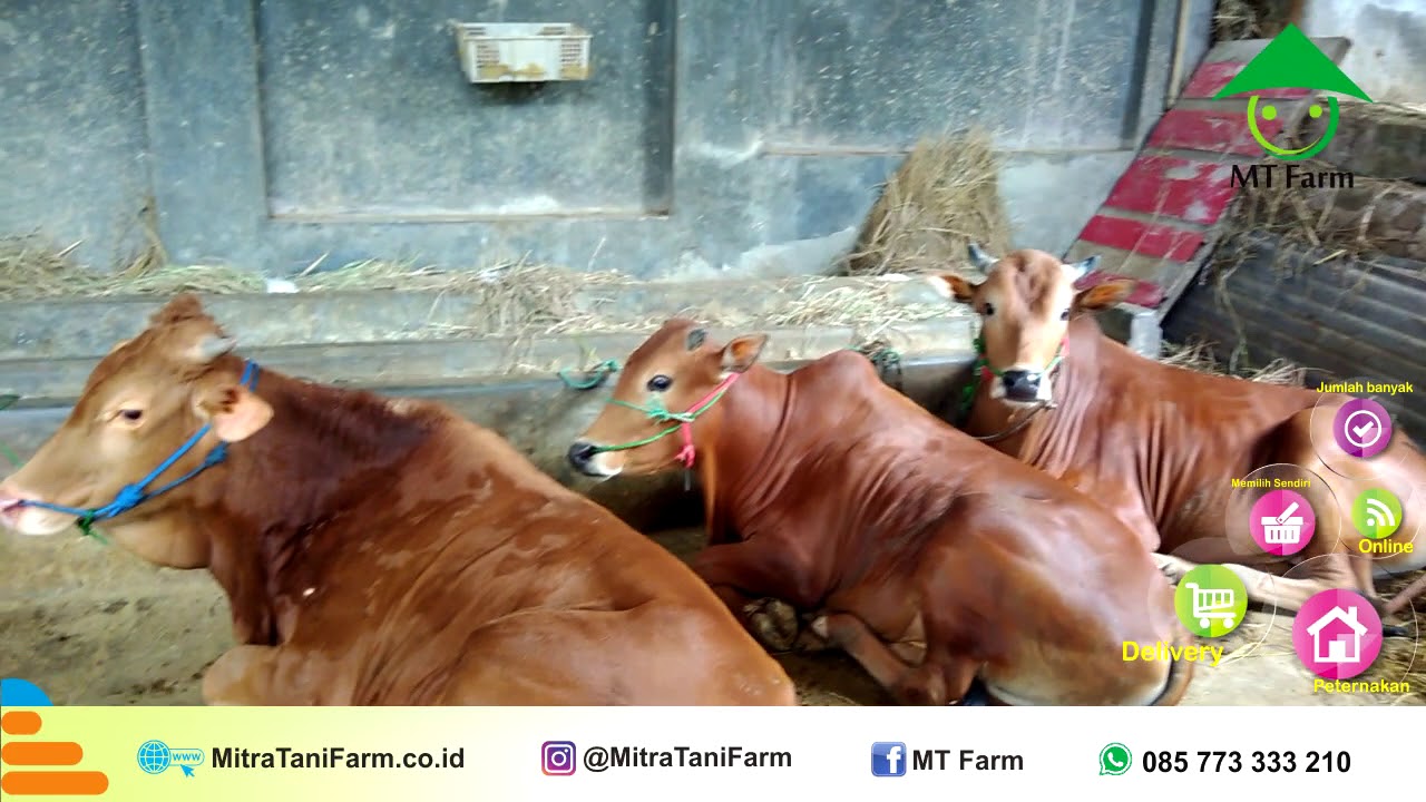 0857 7333 3210 Jual Hewan Qurban Jakarta PETERNAKAN HEWAN QURBAN