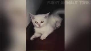 animals video #funny# trending(1)