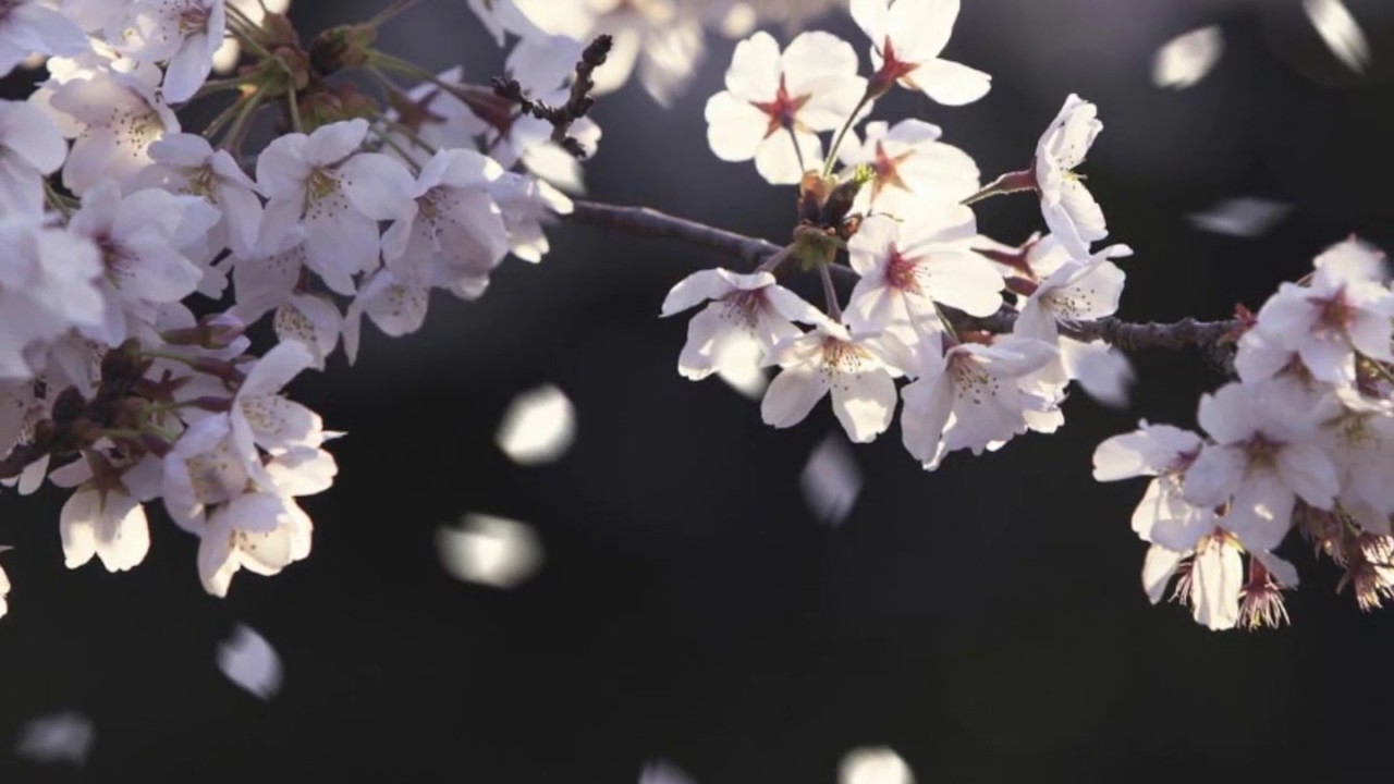 が 散る 桜