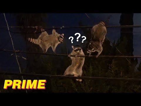 3 Wild Raccoons