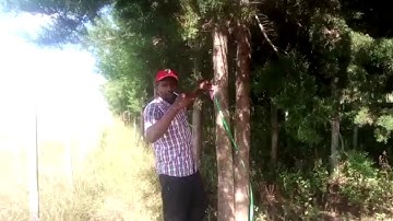 Taking Tree Circumference