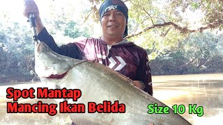 Spot Mantap Mancing Ikan Belida Size 10 Kg