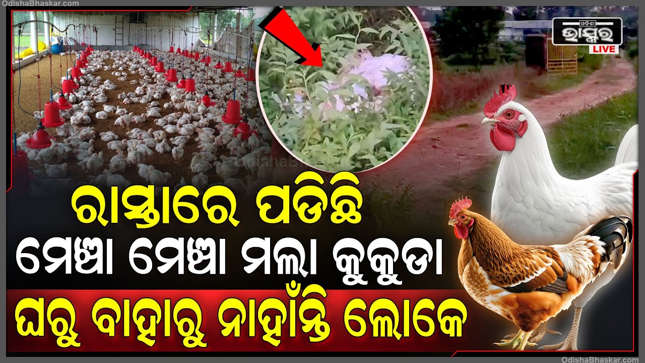 ରାସ୍ତା ସାରା ପଡିଛି କୁକୁଡା, ଯାହାକୁ ଦେଖି ଡରରେ ଦୌଡି ଯାଇ ଘରେ ଲୁଚି ଯାଉଛନ୍ତି ଲୋକେ...