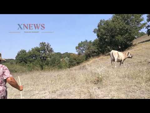 Видео: В района на Рязан неизвестно животно отгризва вимето на кравите - Алтернативен изглед