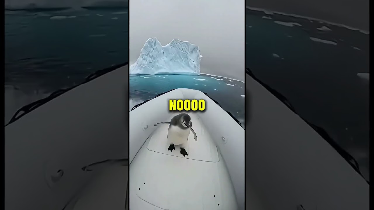 Пингвин спасен от морских хищников | Невероятный момент спасения