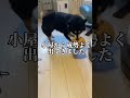 柴犬の毛ボール作ってみた！　#柴犬 #換毛期 #dog