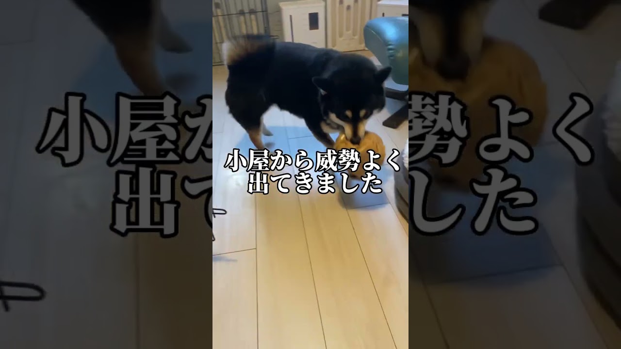 柴犬の毛ボール作ってみた！　#柴犬 #換毛期 #dog