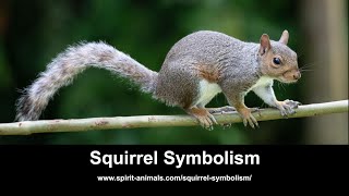 Squirrel Symbolism Information