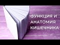 Анатомия и функция кишечника