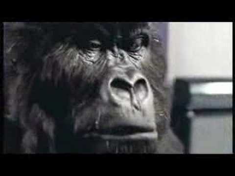 cadburys gorilla remix - funny speeded up