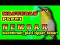 Masteran Pleci Isian Blackthroat Pleci Zipper Dan Kenari Suara Burung Mp3 - Mp4 Download