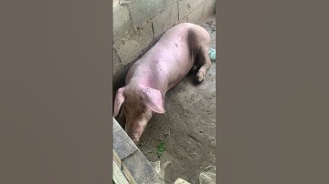 VIDEO Pigs Raising 1 #pig  #thengly2548 #vidiq #chicken