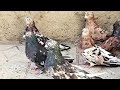 Иранские мраморные голуби 👑💫👑 Iranian Pigeons