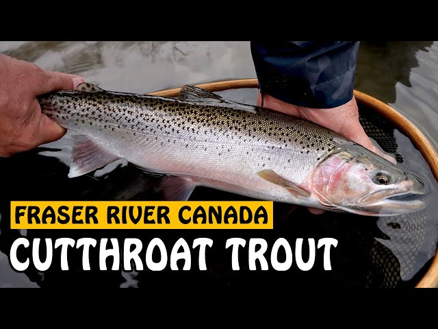 Fraser River's Multi-species Winter Fishery