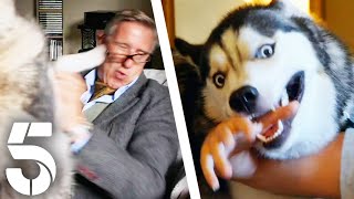 A Dangerous Husky Situation | Dogs Behaving (Very) Badly | Channel 5