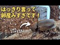 超大爆産！カブトムシの産卵セット組んで1週間で卵がヤバい数とれた！