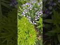Spring Unfolding: A Garden Comes Back to Life(1)#garden #spring