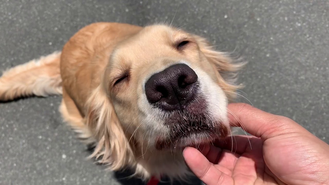犬 顔 に 顔 を くっつける