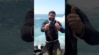 Pesca de Sargos, Carlos Silva com Samuel Avelino em Abril HD