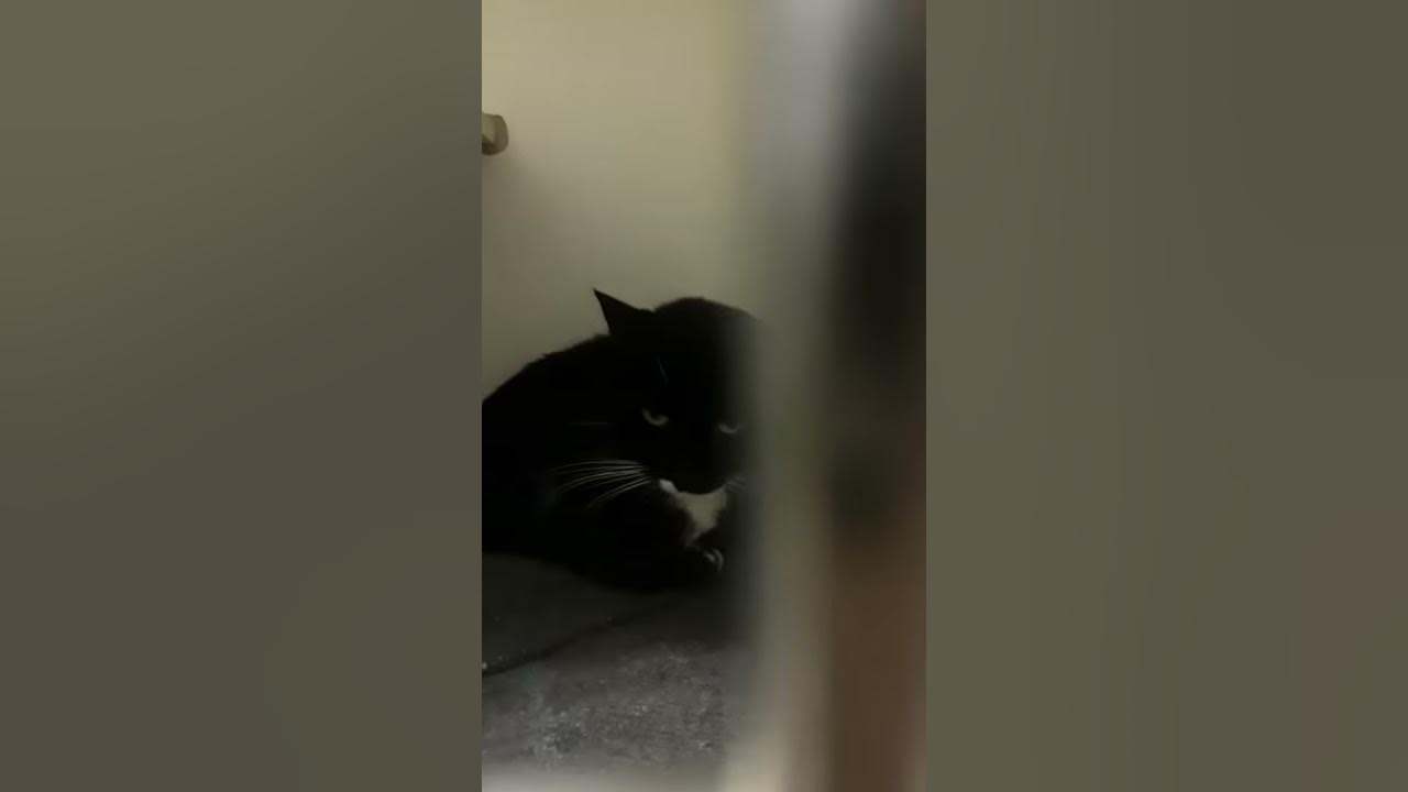 Sim...death row cat Modesto shelter - YouTube