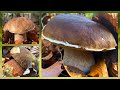 The last porcini mushrooms of 2025! Thank you for the great mushroom season ❤️ Mushroom picking i...