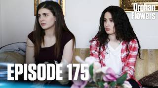 Kırgın Çiçekler I Orphan Flowers - Episode 175