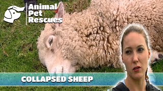 Mystery Surrounds Collapsing Sheep | Full Episode | Animal House