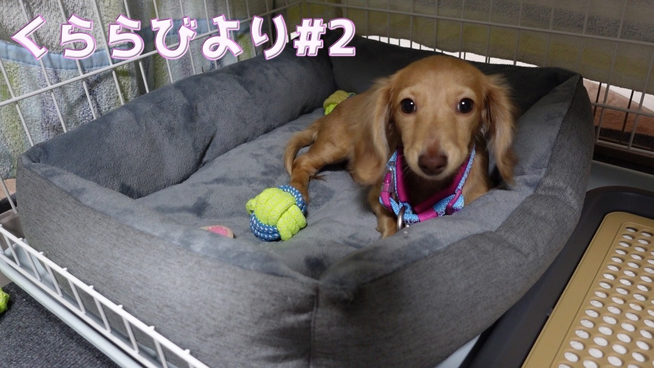 くららびより#2　首輪を購入しました！