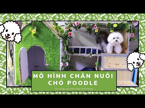 Video Mô Hình Chăn Nuôi Chó Poodle Để : Không Bị Chảy Nước... - youtube