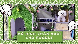 Mô Hình Chăn Nuôi Chó Poodle Để : Không Bị Chảy Nước Mắt || TRẠI CHÓ POODLE SỐ 1 Việt Nam !