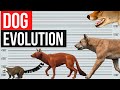 Volution du chien  en une minute