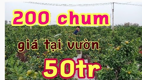 có vườn quất chum cần bán giá tại vườn, quất chum quất tết quất bon sai 2022