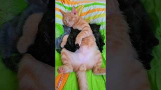 CUTE KITTEN...SLEEPING KITTEN 😍 #catlovers #animallover #funnycat #funnykitten