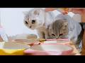 The mother cat and kitten are adorable as they jump the gun, unable to wait for their meal.