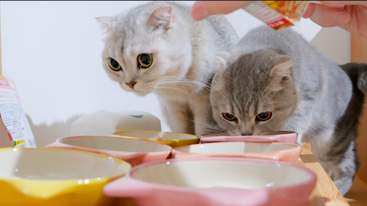 The mother cat and kitten are adorable as they jump the gun, unable to wait for their meal.