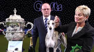 Crufts 2018: Whippet crowned Best in Show!