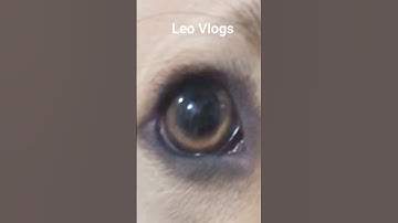 Leo Eye Zoom Transition #shorts #viral #trending #dog #transition #youtubeshorts #pets #shortvideos