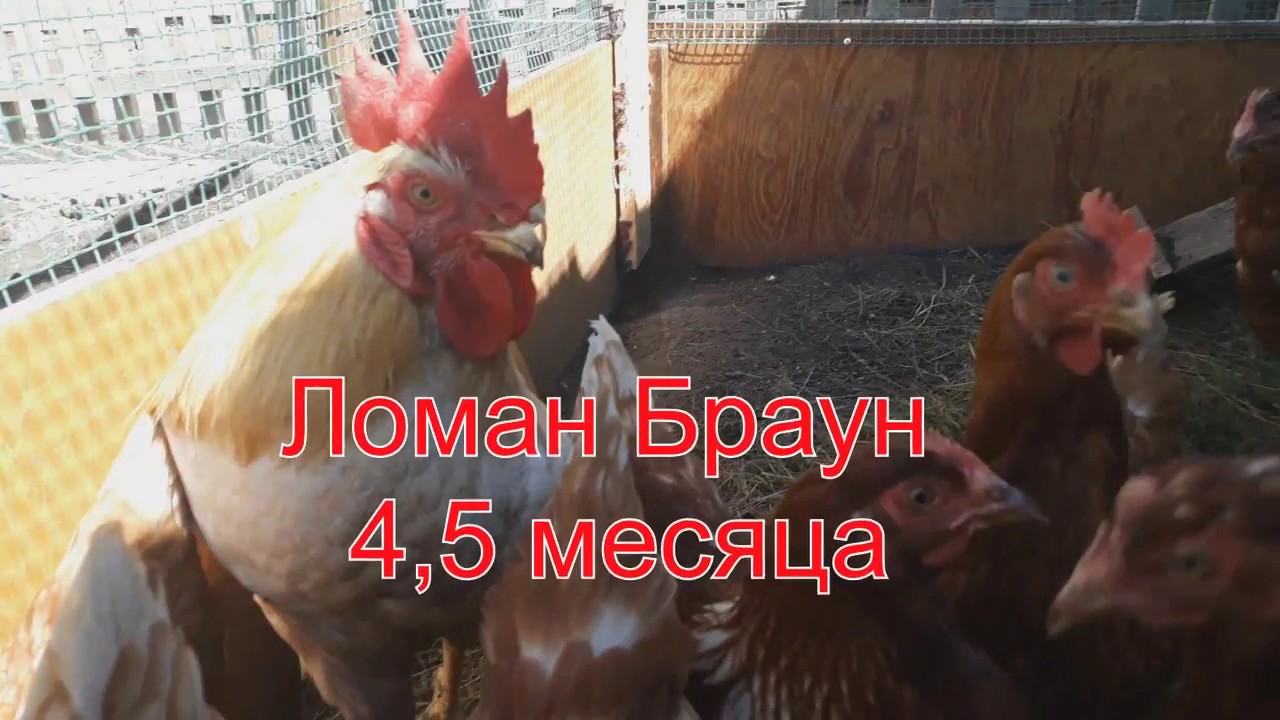 Курицы браун когда начинают нестись