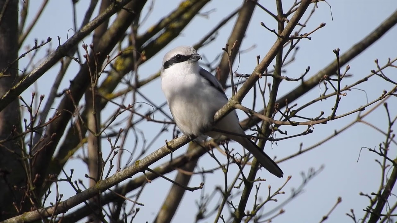 Great grey shrike. Raubwürger (Lanius excubitor) 