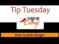 How to pick fresh, good Ginger | Tip Tuesday | Show Me The Curry