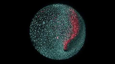 Melacak progenitor neuromesodermal di Zebrafish deltaC gene, gena reporter