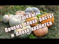 301_Почему тыквы плохо растут и плохо хранятся