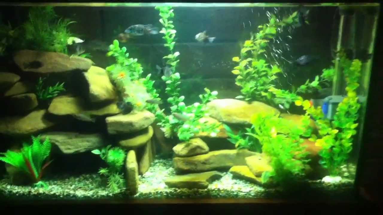 rock caves cichlid tank YouTube