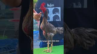 Ayam Pama Jengher Raja 500 Juta Saja Ini Lagi Bu