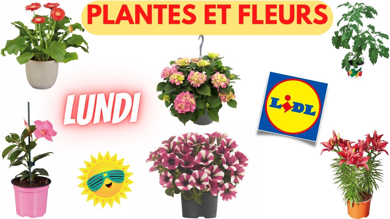 Plante Et Fleur Lidlnull