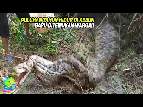 Video: Temukan Semua Pengguna