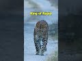 Leopard Walking Head-On | Rajaji National Park #shorts #leopard