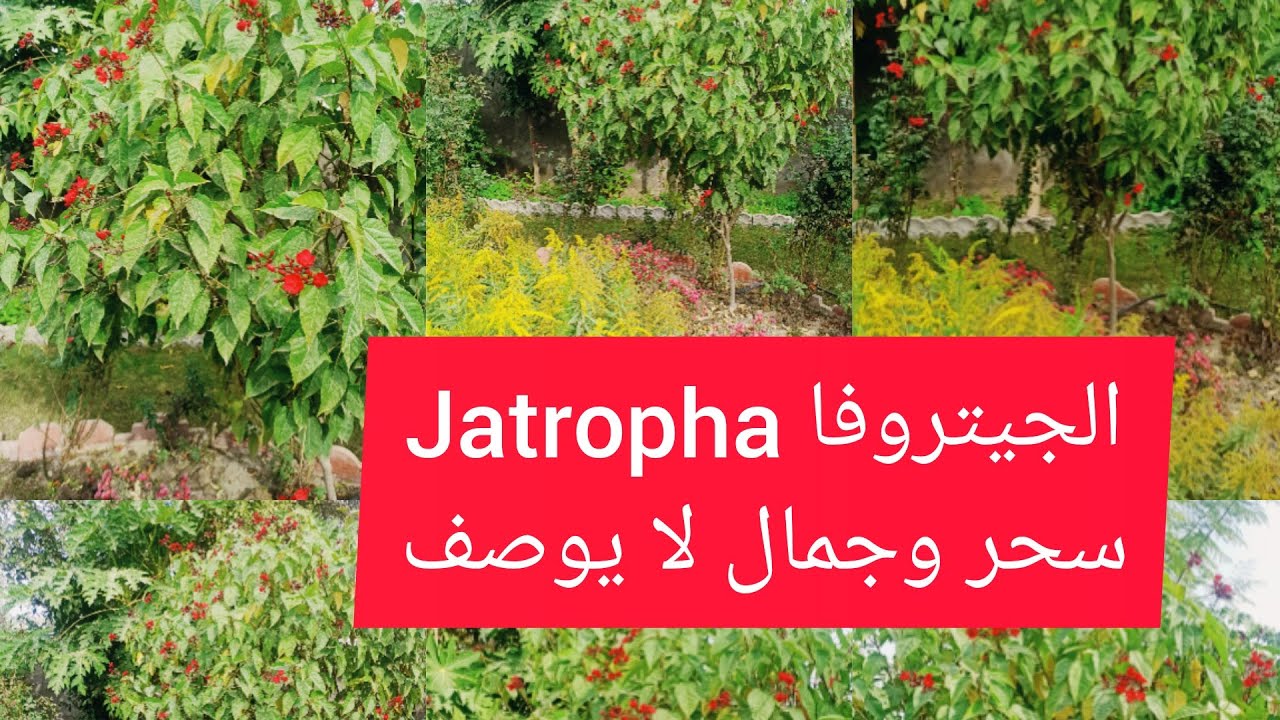 شجيرة الجيتروفا  Jatropha interregimaاين الدوائر البلدية من هذه الشجرة الجميلة
