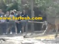 مسابقة لشد الحبل مع النمور الشرسة فيديو