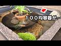 【100均】初心者でも簡単たった550円で作れるメダカビオトープ【レイアウト】